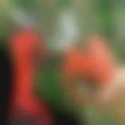 Elektrické nůžky | WHIZZPRUNER